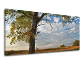 Slikanje sten PANORAMA DREVESA