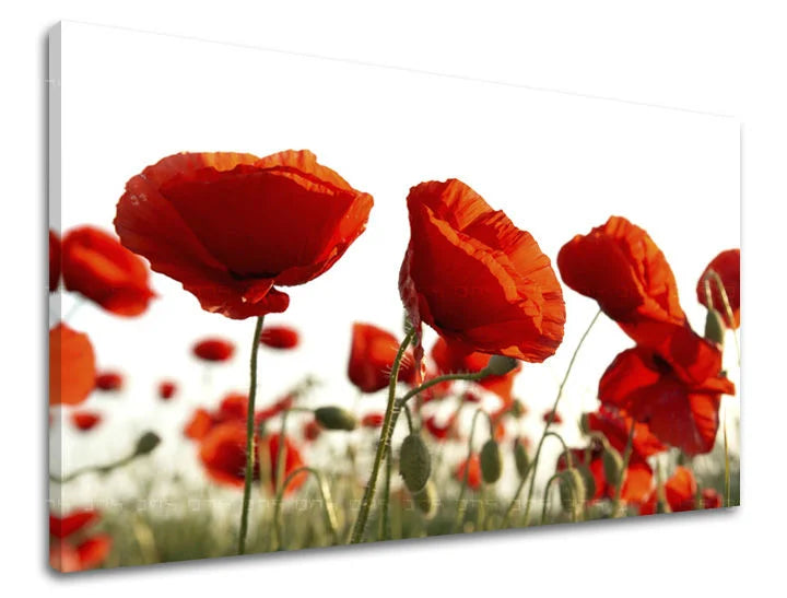 Stenska slika Cvetje MAKY Popust 60% 30X40 cm