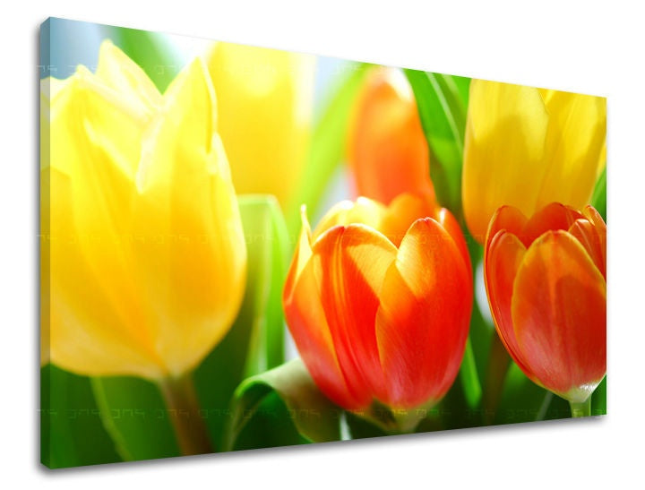 Stenska slika Cvetje TULIPANOV