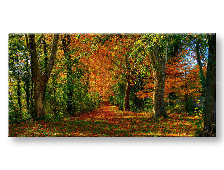 Stenska slika PANORAMA DREVESA