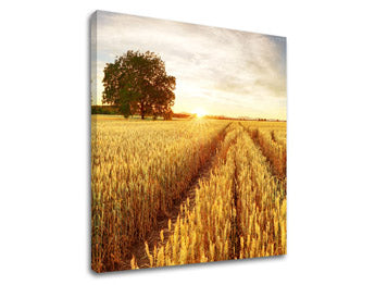 Slikanje sten LÚKA_053-12