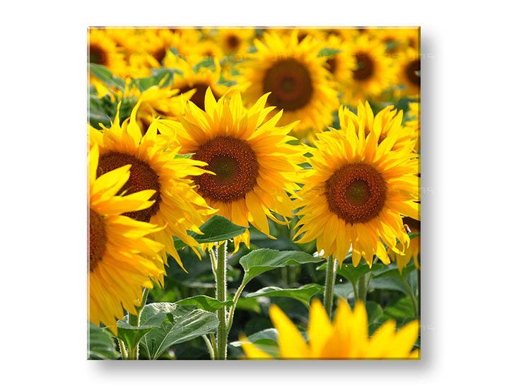 Stenska slika YELLOW ROŽE_168-12