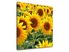 Stenska slika YELLOW FLOWERS_168-12