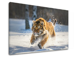 Slikanje sten ANIMALS_048-11