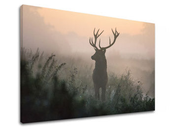 Slikanje sten ANIMALS_054-11