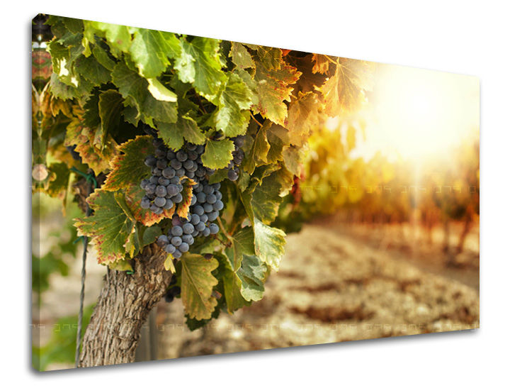 Slikanje sten KUHINJA KU016E11