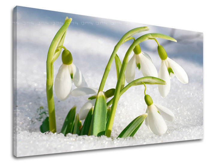 Stenska slika FLOWERS KV024E11