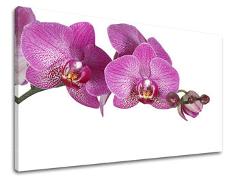 Stenska slika FLOWERS KV031E11