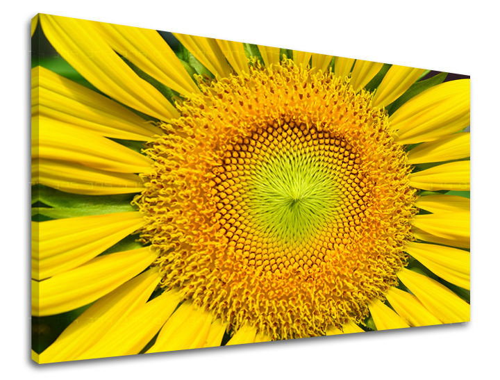 Stenska slika CVETJE SUNflowers