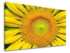 Stenska slika CVETJE SUNflowers