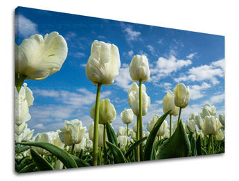 Stenska slika Cvetje TULIPANOV KV040E11