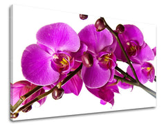 Stenska poslikava FLOWERS KV053E11