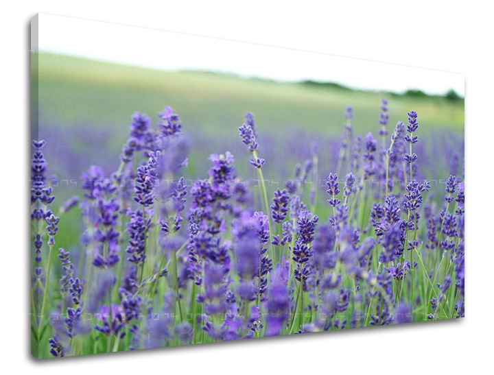 Stenska slika FLOWERS KV093E11