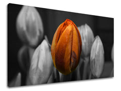 Stenska slika Cvetje TULIPANOV KV095E11