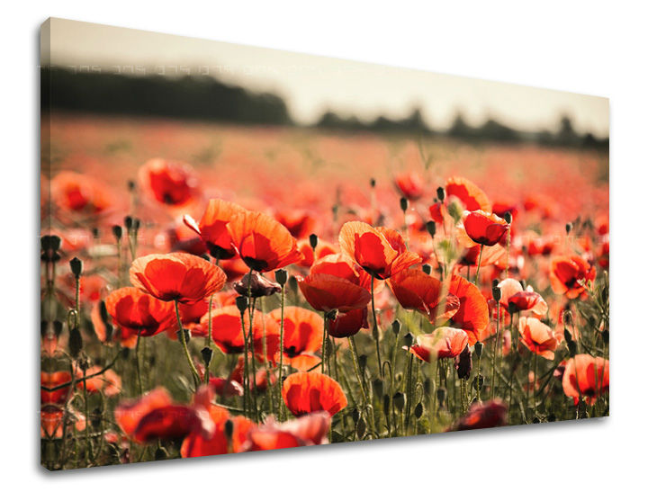 Stenska slika FLOWERS MAKY KV097E11