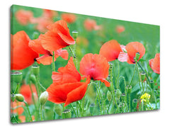 Stenska slika Cvetje MAKY KV099E11