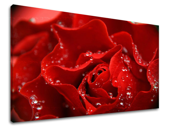 Stenska slika Cvetje vrtnic XOBKV116E11