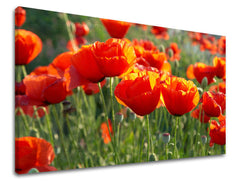 Stenska slika Cvetje MAKY XOBKV119E11