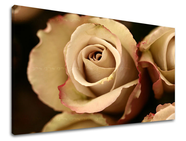 Stenska slika Cvetje vrtnic XOBKV124E11