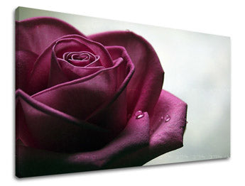 Stenska slika Cvetje vrtnic XOBKV130E11