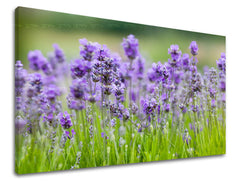 Stenska slika FLOWERS XOBKV146E11