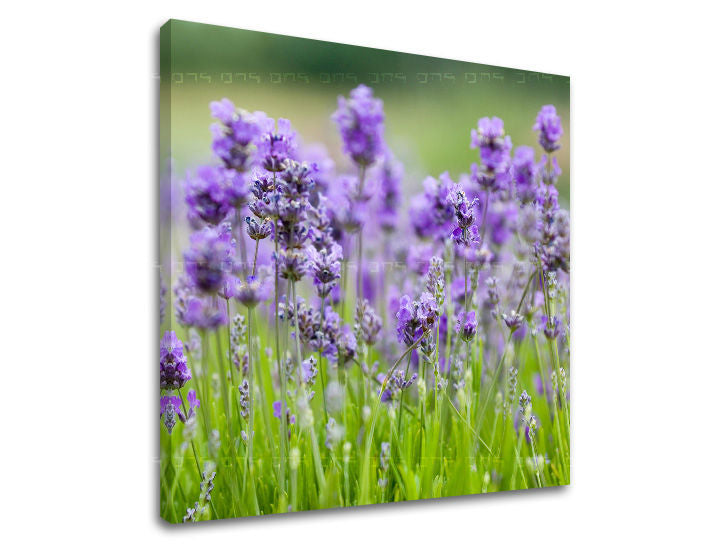 Stenska slika FLOWERS XOBKV146E12