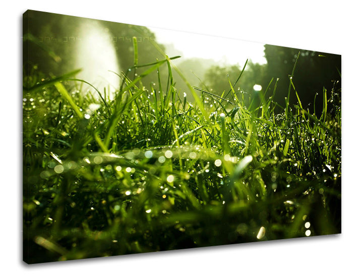 Stenska slika RASTLINY RA001E11