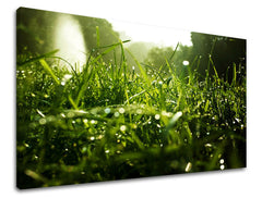 Stenska slika RASTLINY RA001E11