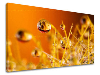 Stenska slika RASTLINY RA002E11