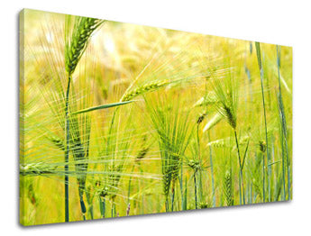 Stenska slika RASTLINY RA003E11