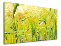 Stenska slika RASTLINY RA003E11