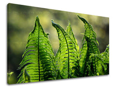 Stenska slika RASTLINY RA004E11