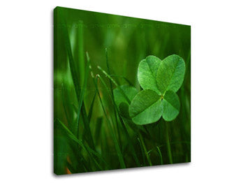 Stenska slika RASTLINY RA008E12