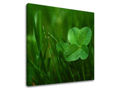 Stenska slika RASTLINY RA008E12