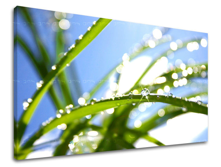 Stenska slika RASTLINY RA009E11