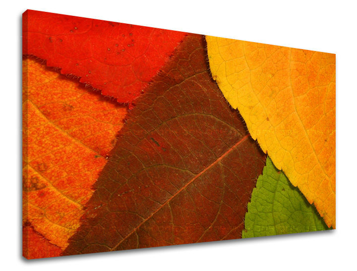 Stenska slika RASTLINY RA012E11