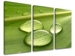 Slikanje sten 3 deli RASTLINY RA014E30