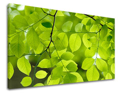 Stenska slika RASTLINY RA016E11