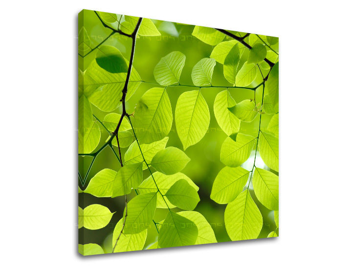 Stenska slika RASTLINAS RA016E12