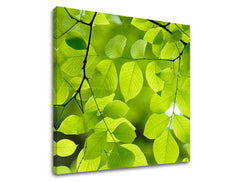 Stenska slika RASTLINAS RA016E12