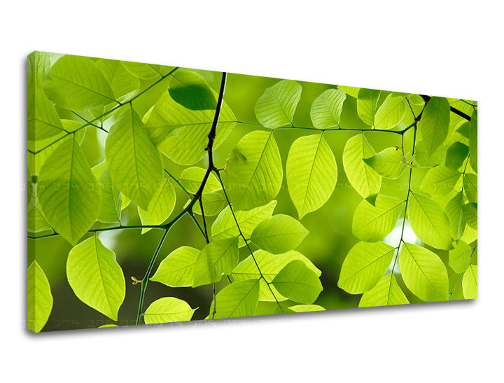 Stenska poslikava PANORAMA PLANTS RA016E13