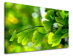 Stenska slika RASTLINY RA020E11