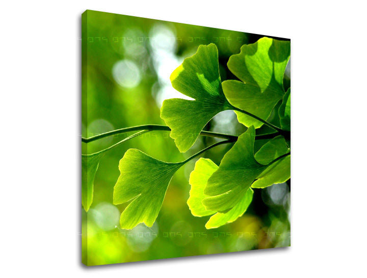 Stenska slika RASTLINY RA020E12