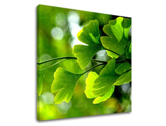 Stenska slika RASTLINY RA020E12