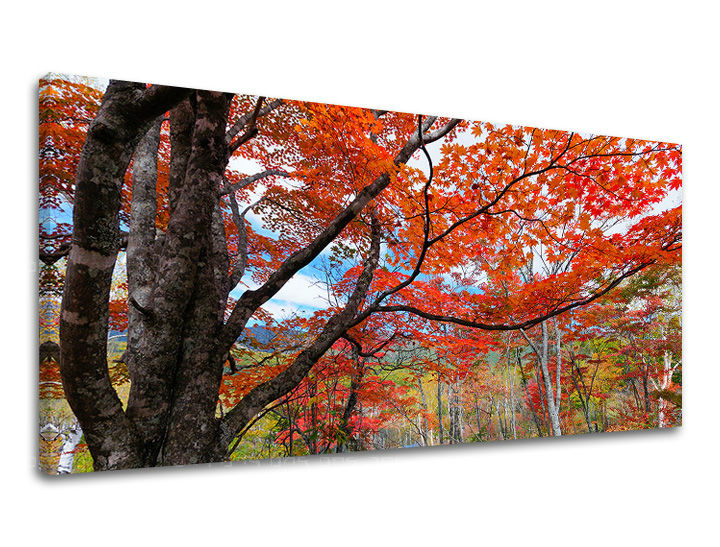 Slikanje sten PANORAMA TREES ST012E13