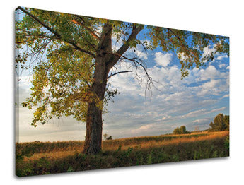 Stenska poslikava dreves ST016E11