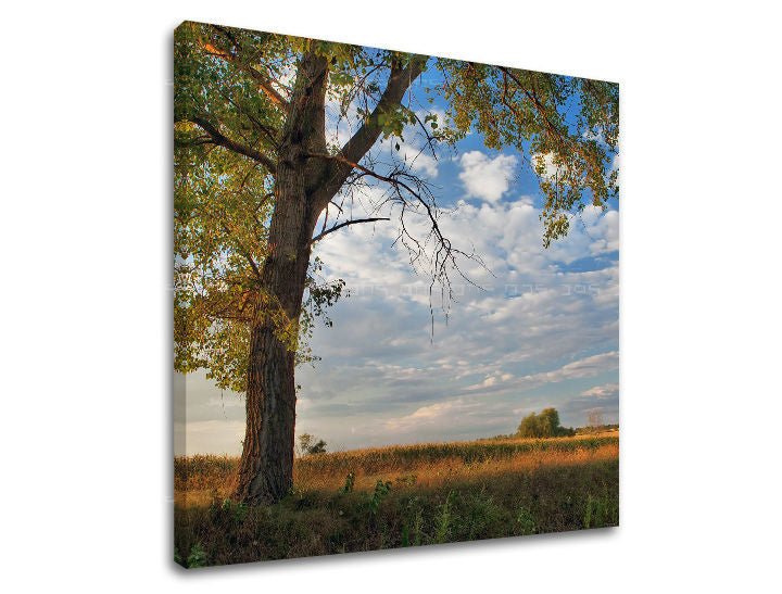 Stensko slikarstvo TREES ST016E12