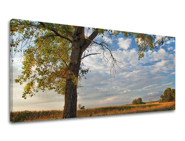 Slikanje sten PANORAMA DREVESA