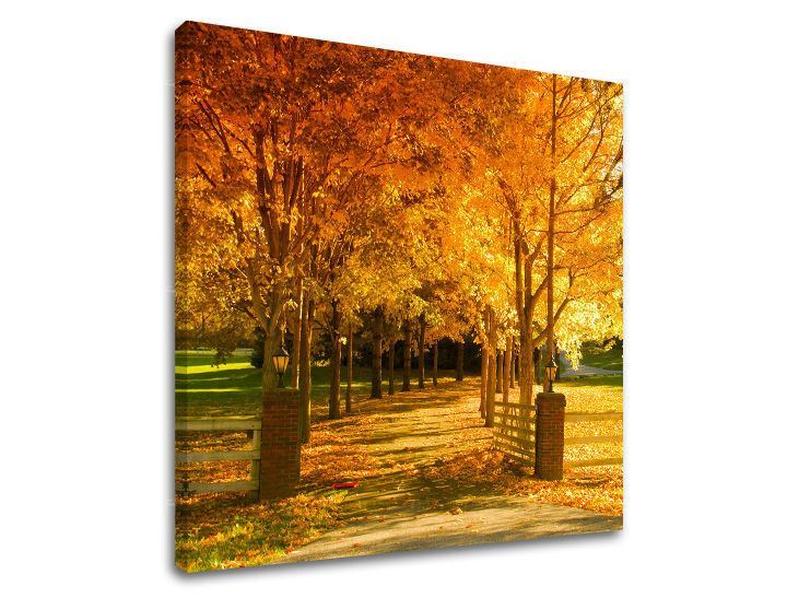 Slikanje sten DREVES ST020E12