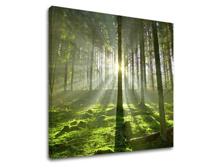 Slikanje sten DREVES ST021E12